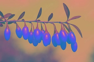 Goji Berry - 1 planta - H= 1m
