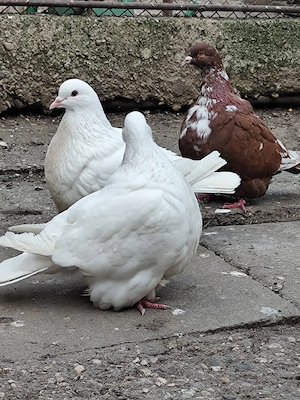 porumbei mondaini  - imagine 2