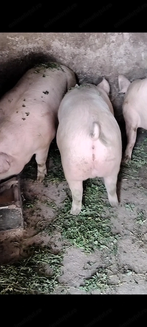 Porci de vânzare 