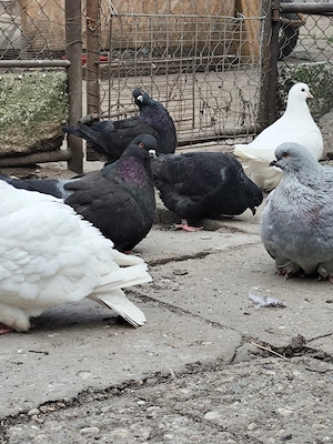 porumbei mondaini  - imagine 4