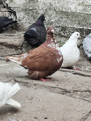 porumbei mondaini  - imagine 3