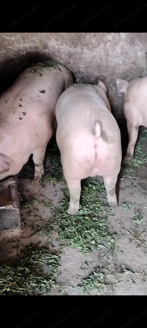 Porci de vânzare  - imagine 2