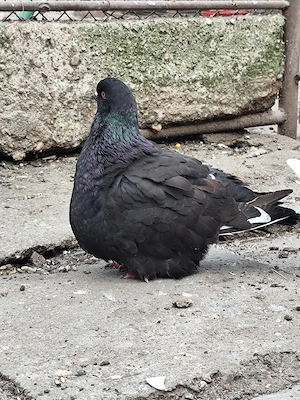 porumbei mondaini  - imagine 5