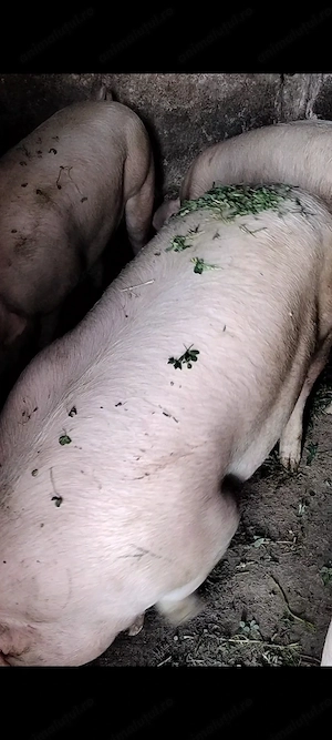 Porci de vânzare  - imagine 3