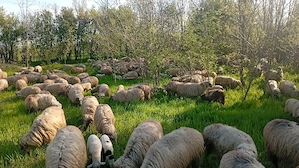 Cu sau fara miel - imagine 2