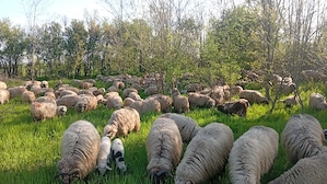 Cu sau fara miel - imagine 4