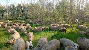 Cu sau fara miel - imagine 3