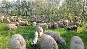 Cu sau fara miel - imagine 5