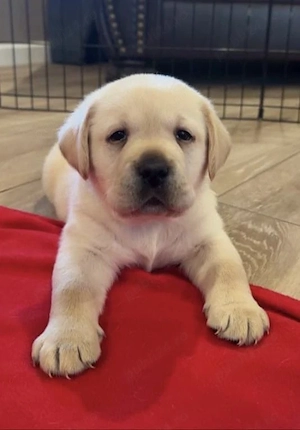 Labrador Retriever 