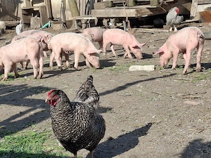 Vând purcei monta Landrace și purceaua Pic - imagine 2