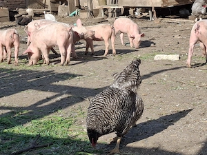 Vând purcei monta Landrace și purceaua Pic - imagine 4