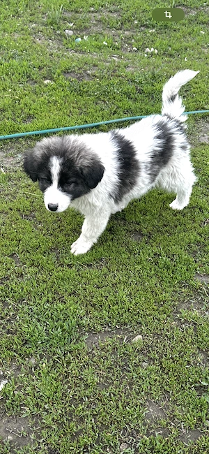 Ciobănesc de Bucovina 