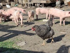 Vând purcei monta Landrace și purceaua Pic - imagine 5