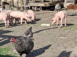 Vând purcei monta Landrace și purceaua Pic - imagine 3