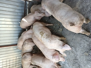 Purcei 60 70 kg - imagine 5