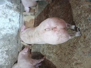 Purcei 60 70 kg - imagine 3