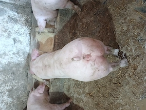 Purcei 60 70 kg - imagine 2