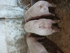 Purcei 60 70 kg - imagine 4