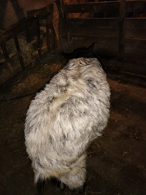 Vand capră și țap pentru sacrificare  - imagine 4