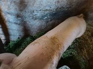 Vând porci la 100 kg - imagine 3