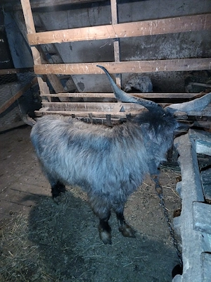 Vand capră și țap pentru sacrificare  - imagine 2