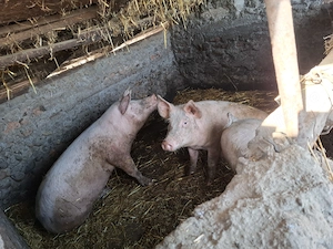 Vând porci la 100 kg - imagine 4