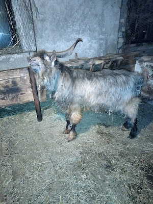 Vand capră și țap pentru sacrificare  - imagine 3