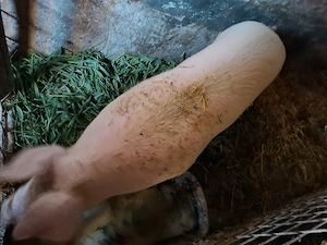 Vând porci la 100 kg - imagine 2