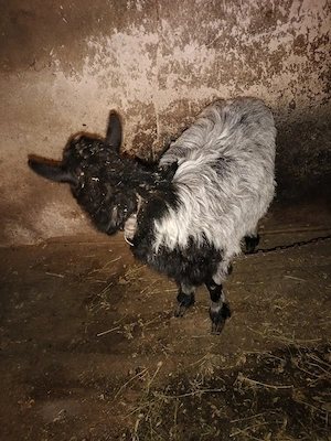 Vand capră și țap pentru sacrificare  - imagine 5