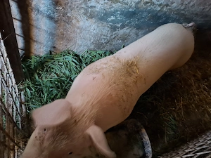 Vând porci la 100 kg