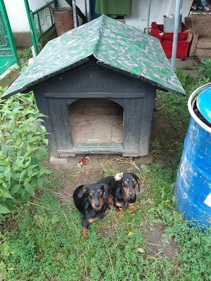 Teckel pitic , rasa pura - imagine 2