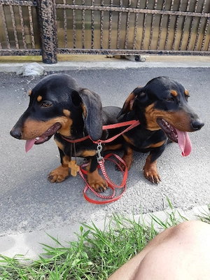 Teckel pitic , rasa pura