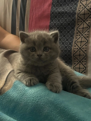 British fold pisicuț