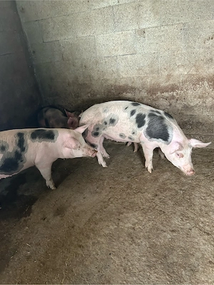 de vanzare 2 purcele 