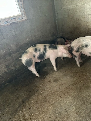 de vanzare 2 purcele  - imagine 3