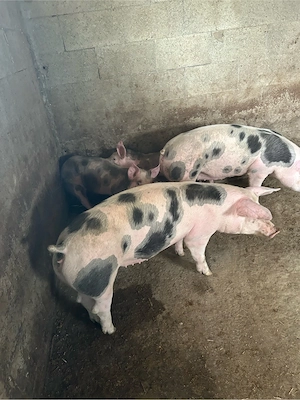 de vanzare 2 purcele  - imagine 2