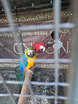 Pereche Ara Femelă și Mascul 