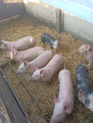 purcei de vanzare - imagine 3