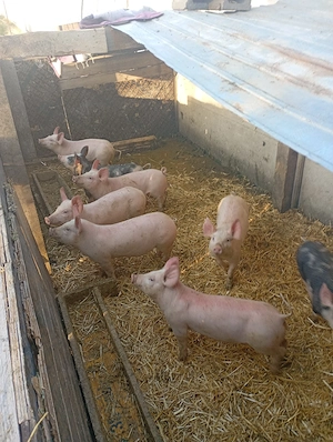 purcei de vanzare - imagine 2