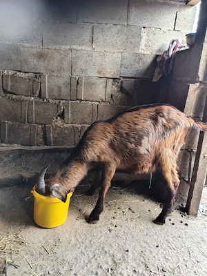 vand tapisor - imagine 2