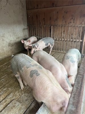 porci 50-80kg  - imagine 4