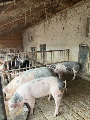 porci 50-80kg  - imagine 3