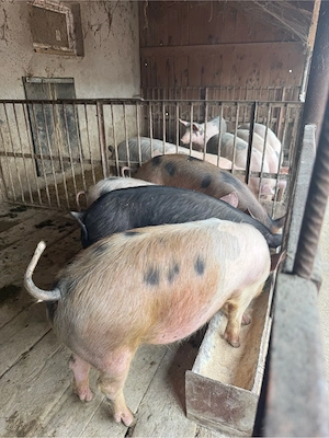 porci 50-80kg  - imagine 2