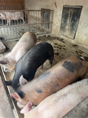 porci 50-80kg  - imagine 5