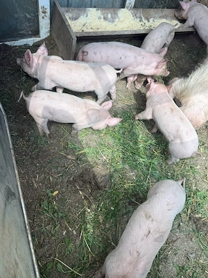 vand purcei - imagine 3