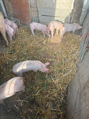 vand purcei - imagine 2