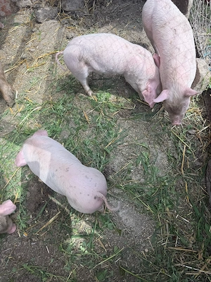 vand purcei - imagine 4