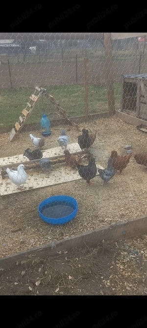 disponibilii kingi linia nouă detalii la telefon   - imagine 3