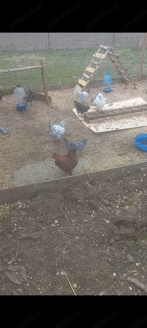 disponibilii kingi linia nouă detalii la telefon  