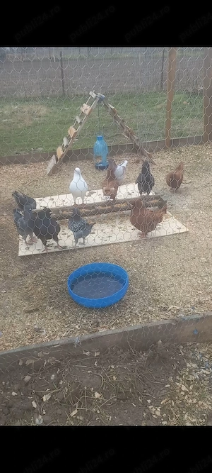 disponibilii kingi linia nouă detalii la telefon   - imagine 2